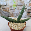 African Spear Plant &