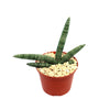 African Spear Plant (Sansevieria cylindrica) with pointed green leaves in light gravel, in a reddish-brown pot on a white background.