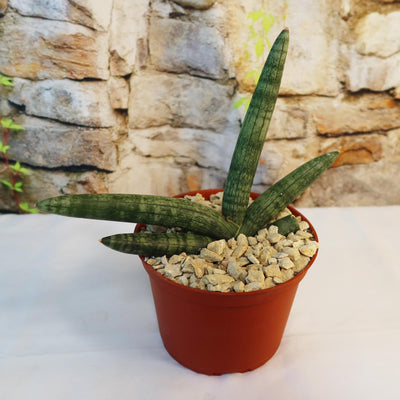 African Spear Plant 'Sansevieria cylindrica' - Shop Online