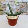 African Spear Plant (Sansevieria cylindrica) with three upright dark green leaves in gravel on beige surface, stone wall background.