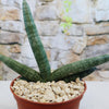 African Spear Plant (Sansevieria cylindrica) with upright variegated green leaves in a reddish-brown pot on light pebbles.