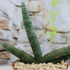 The African Spear Plant, Sansevieria cylindrica, is a cylindrical snake plant growing upright in a decorative pot.