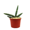 African Spear Plant (Sansevieria cylindrica) with three upright green leaves in a pot with light gravel, on a white background.