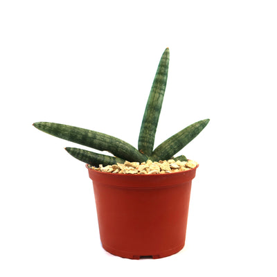 african spear sansevieria cylindrica African Spear Plant 'Sansevieria cylindrica' - Shop Online
