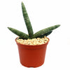 African Spear Plant &