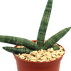 The African Spear Plant, Sansevieria cylindrica, has long cylindrical green leaves in a pot with light tan pebbles on a white background.