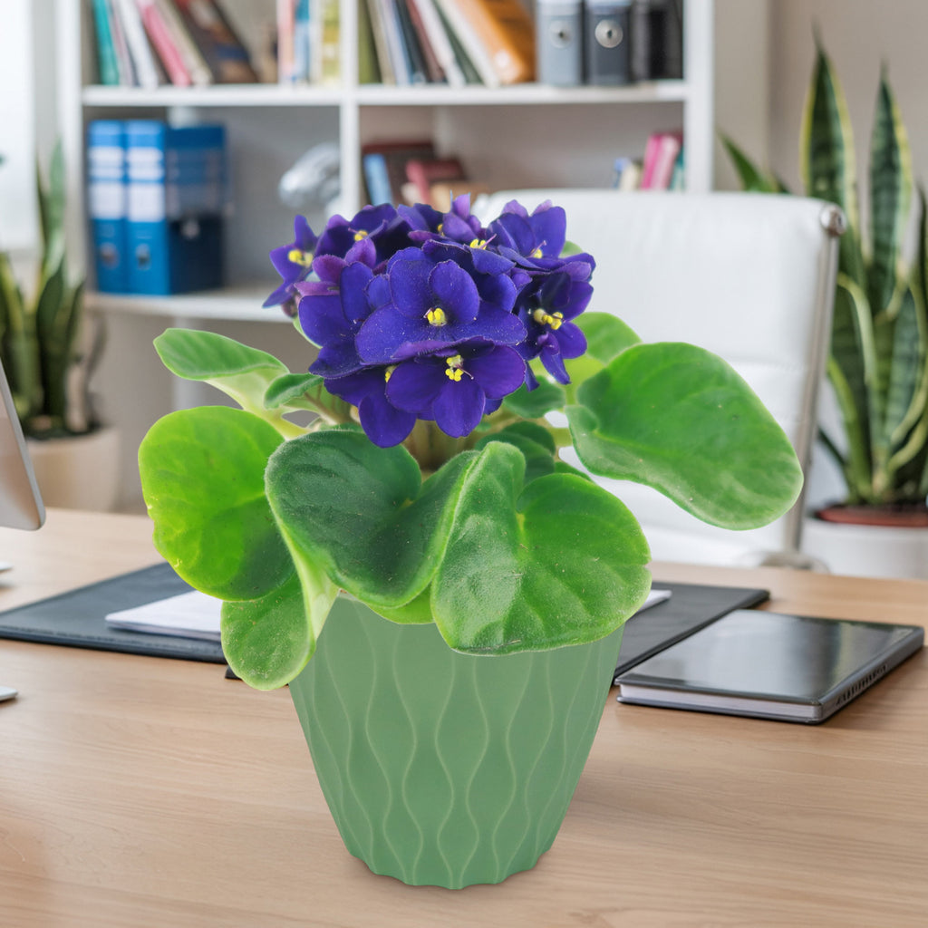 African Violet Plant ‘Saintpaulia ionantha’