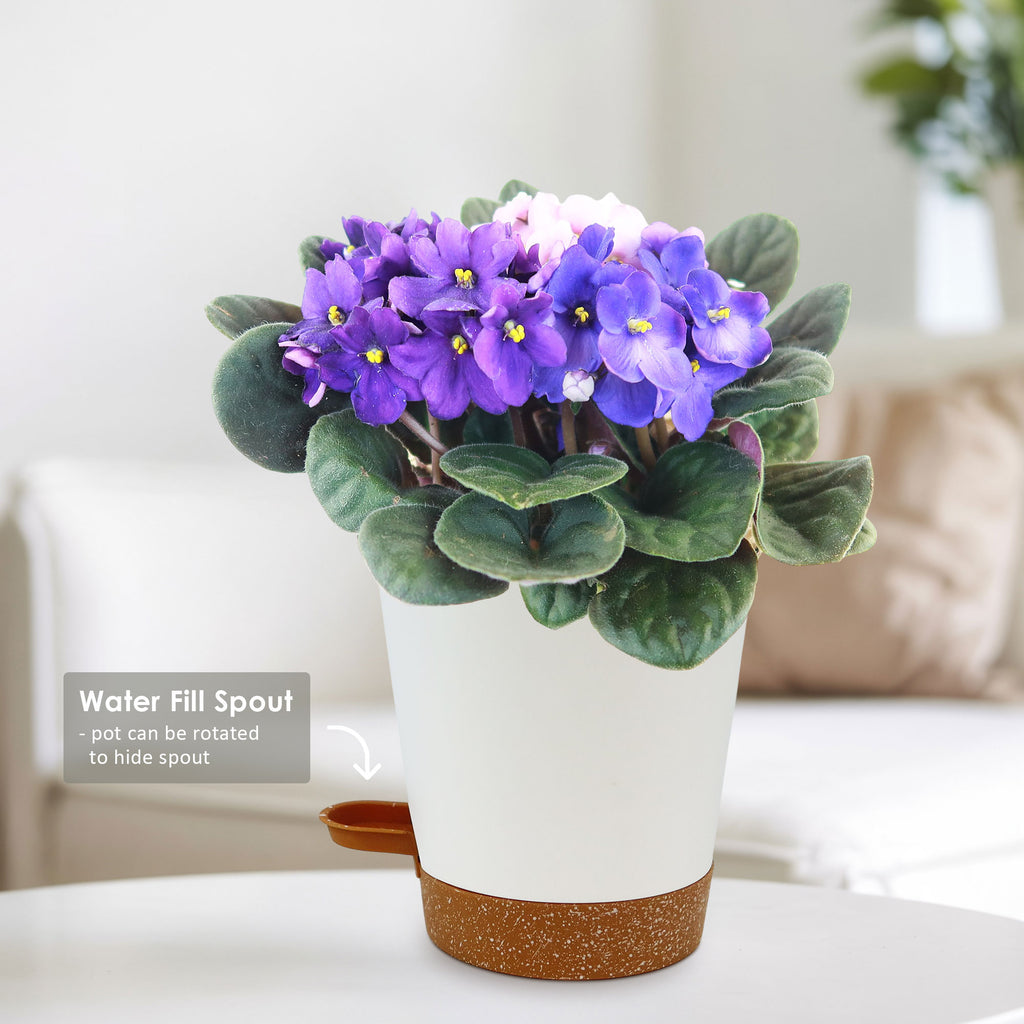 African violet Multi color Bloom Mix