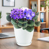 African violet Multi color Bloom Mix