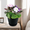 African violet Multi color Bloom Mix