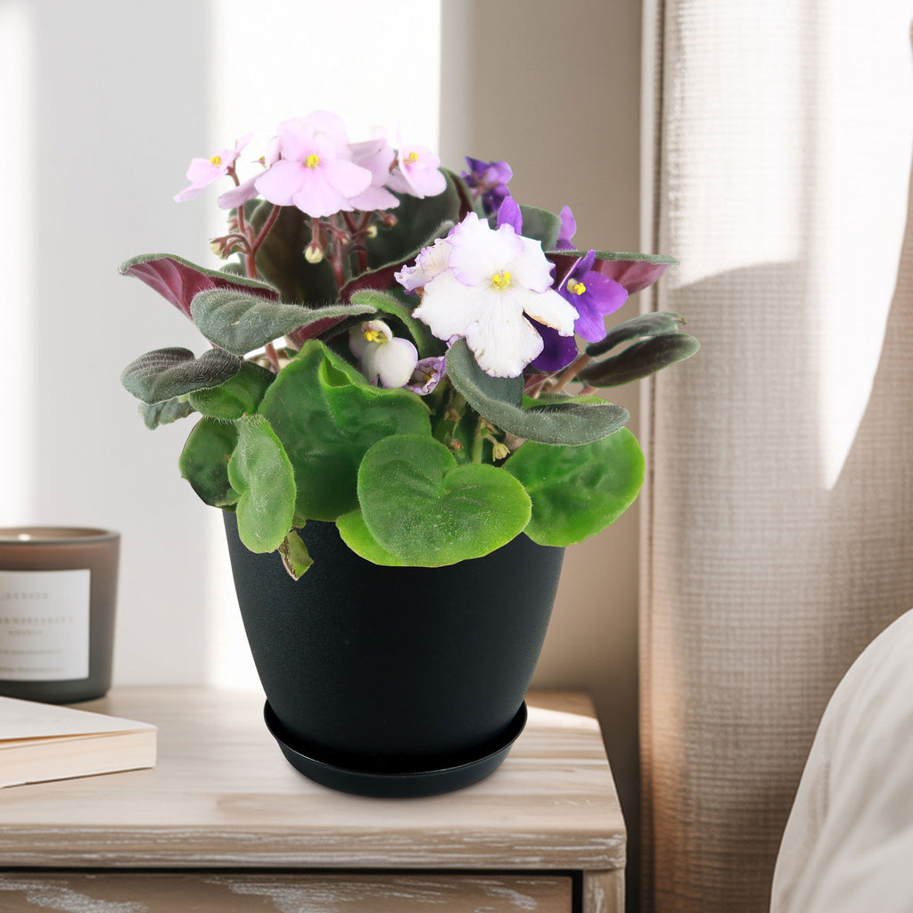 African violet Multi color Bloom Mix