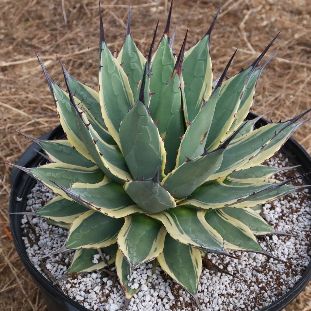Agave applanata &