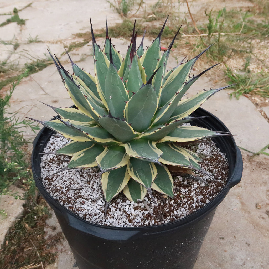 Agave applanata &