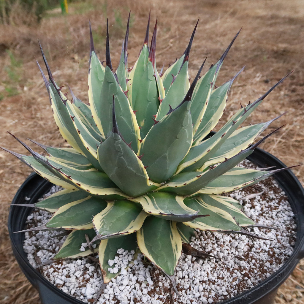 Agave applanata &