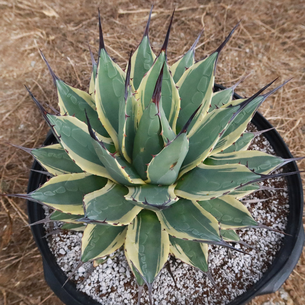 Agave applanata &