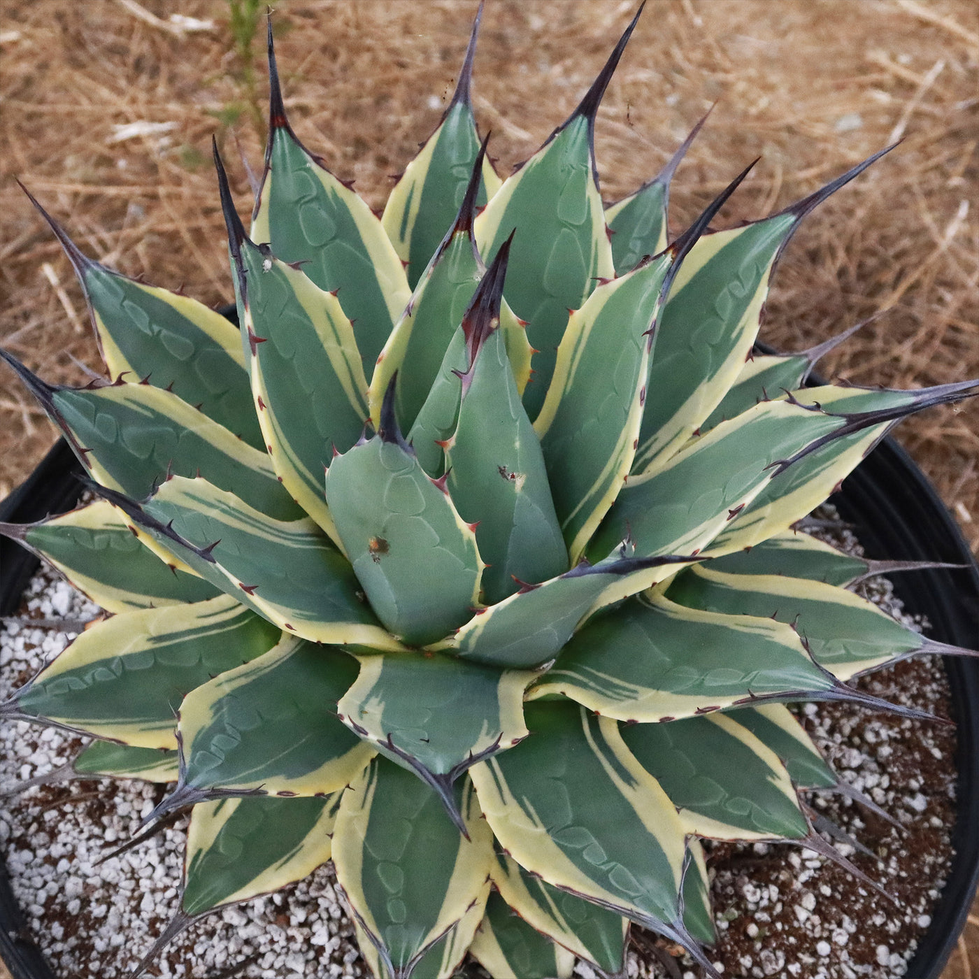 Agave applanata 'Butter Cream' 68 - 観葉植物