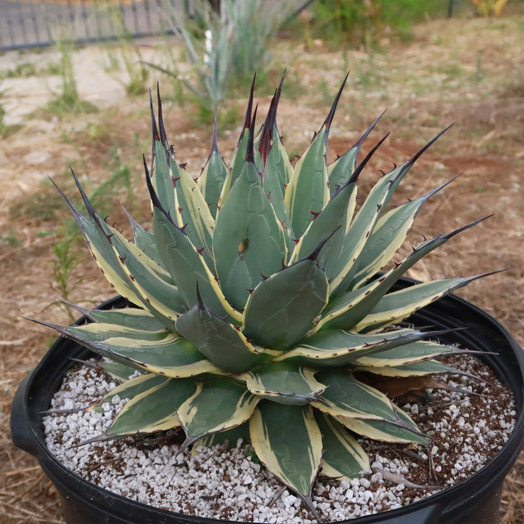Agave applanata &