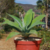 Foxtail Agave - Agave attenuata