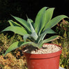 Foxtail Agave - Agave attenuata