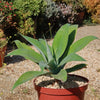 Foxtail Agave - Agave attenuata