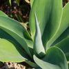 Foxtail Agave - Agave attenuata