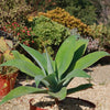 Foxtail Agave - Agave attenuata