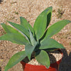 Foxtail Agave - Agave attenuata