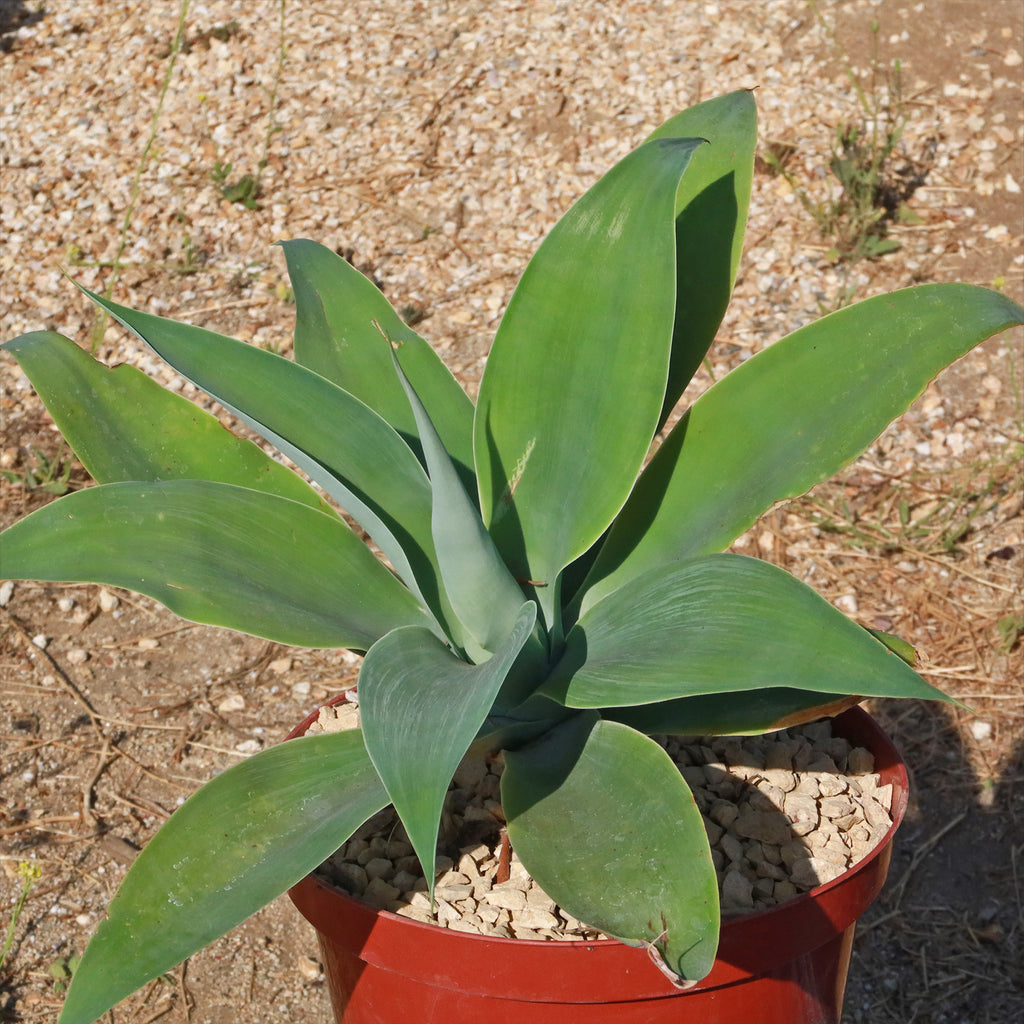 Foxtail Agave - Agave attenuata