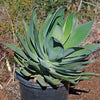 Agave Blue Flame