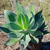 Agave Blue Flame