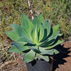 Agave Blue Flame