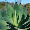 Agave Blue Flame