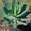 Agave Blue Flame