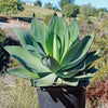 Agave Blue Flame