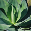 Agave Blue Flame