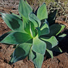 Agave Blue Flame