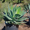 Agave Blue Flame