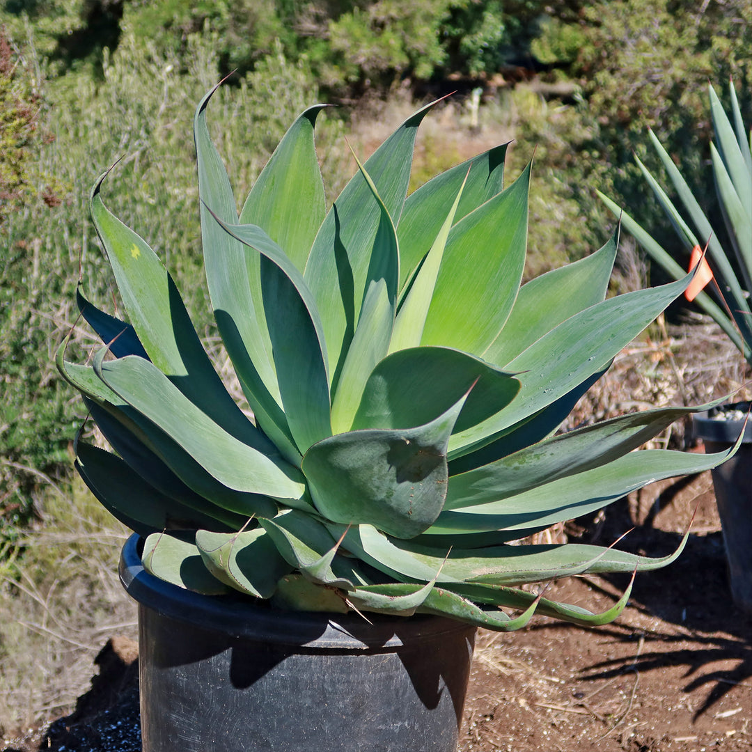 アガベ ブルーフレイム 8号 Agave 'Blue Agave Blue Flame アガベ ブルーフレイム 8号 Agave 'Blue Agave Blue Flame