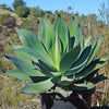 Agave Blue Flame