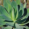 Agave Blue Flame