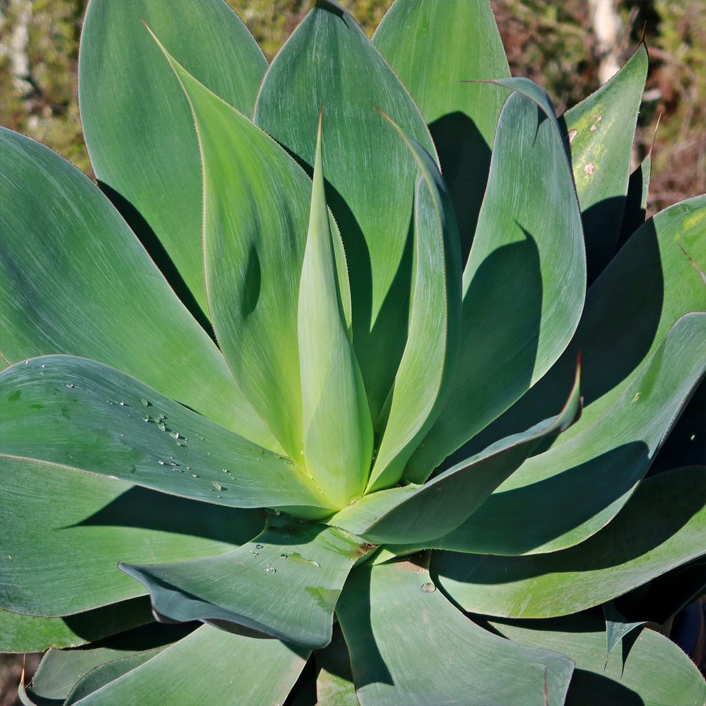 Agave Blue Flame