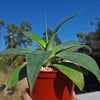 Agave Blue Flame