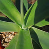 Agave Blue Flame