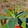 Agave Blue Flame