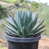 Agave Blue Glow