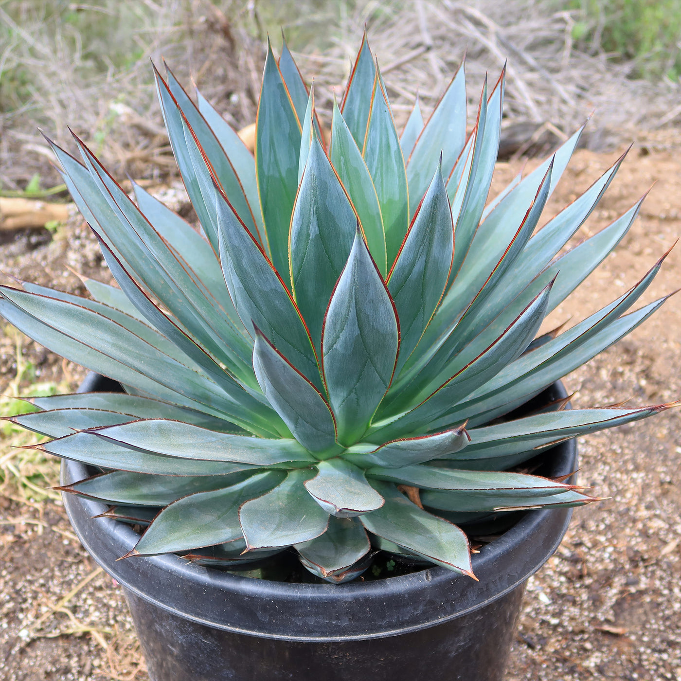 A healthy Blue Glow agave in a nursery pot displayed for sale at a desert plant shop