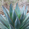 Agave Blue Glow