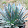 Agave Blue Glow