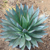 Agave Blue Glow