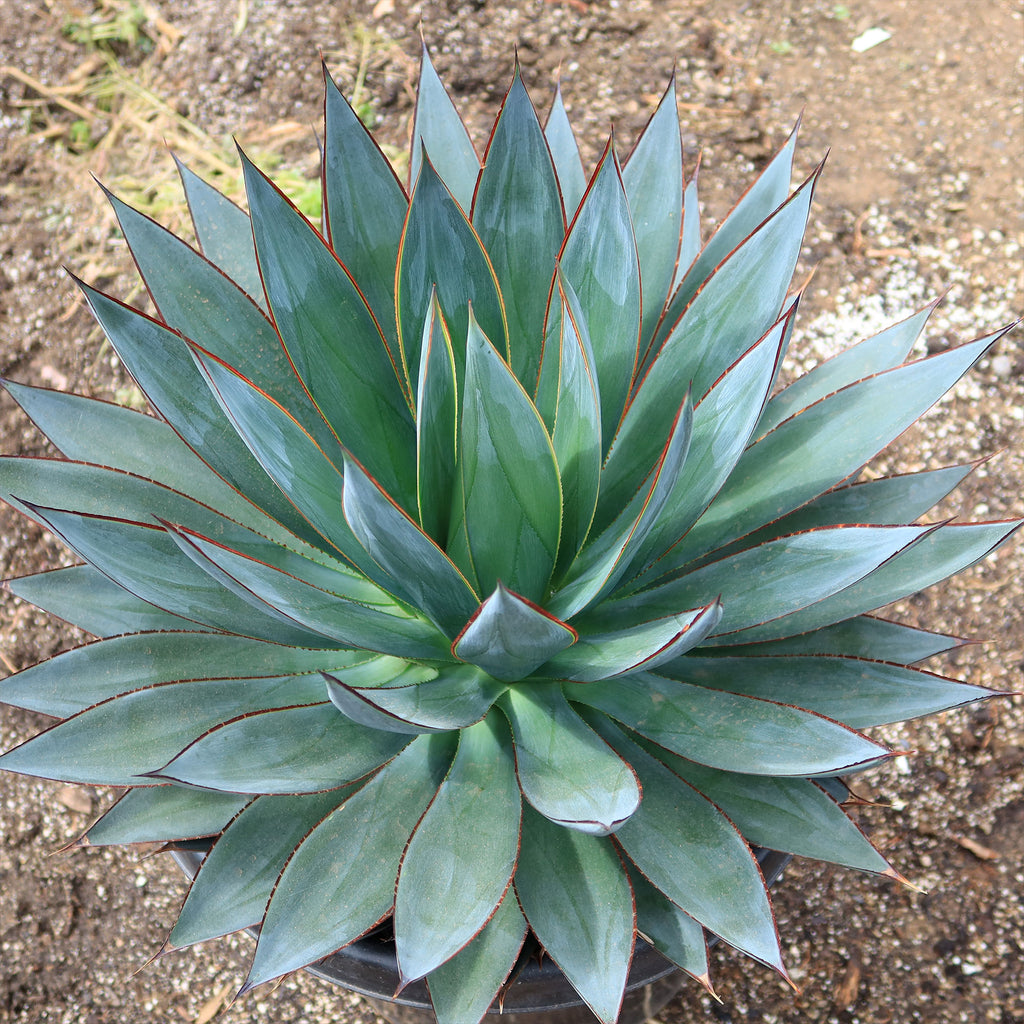 Agave Blue Glow